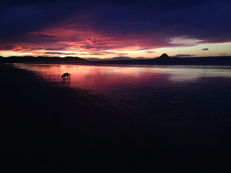 Sunset-illuminated clouds reflect off wet beach sand as a dog sniffs the ground at Ōhope Beach.