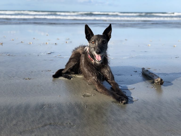 A very happy-looking dog lying next to a stick on a wet, sandy beach.