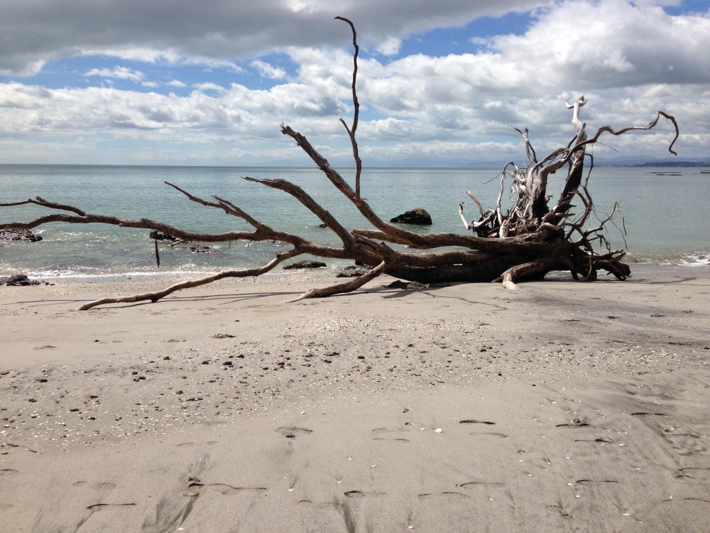 A large, twisted tree sits dead on the shore of Ōtarawairere Beach.