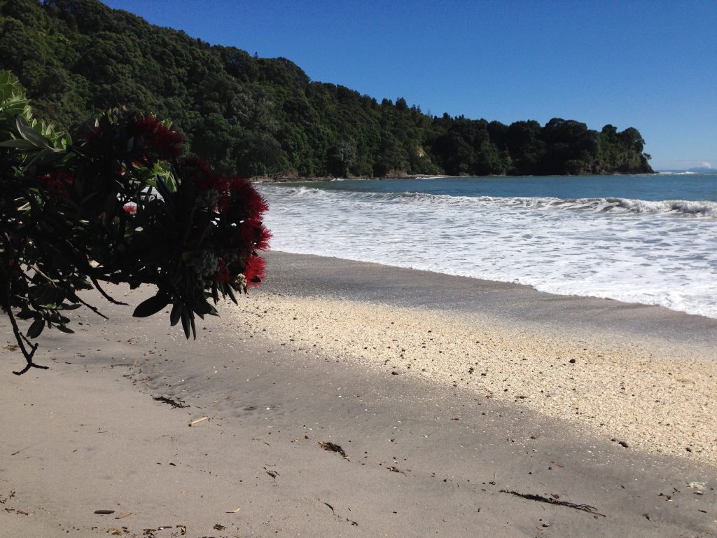 Pohutukawa blossoms with Ōtarawairere Beach in the background.