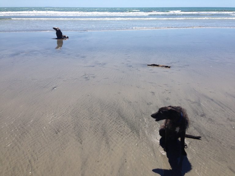 In the foreground, a sitting dog mimics the stance of a sea lion in the background. Both are seated in wet sand at Ōhope Beach.