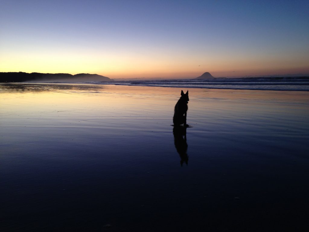 Silhouette of a dog sitting on wet sand as the sun sets over Ōhope Beach.