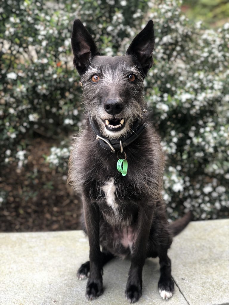 Portrait of a happy dog "smiling" for the camera.