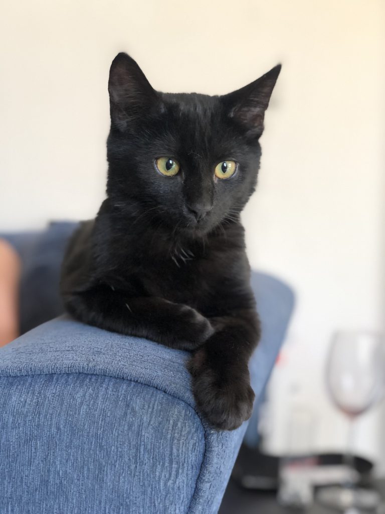 Portrait of a young black kitten.