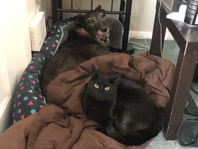 A yawning dog and a surprised-looking cat.