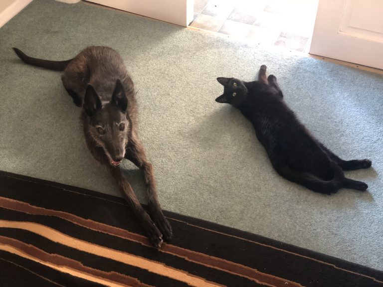 A dog and cat lying together on a carpeted floor.