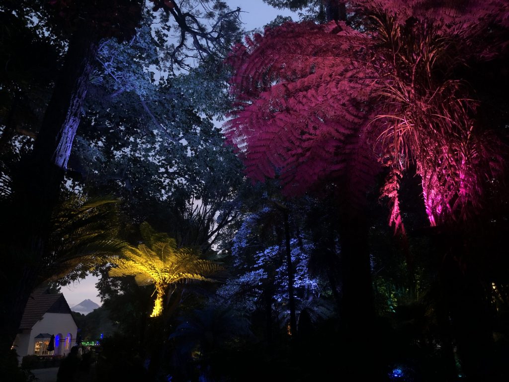 Ferns illuminated from below by coloured LEDs.