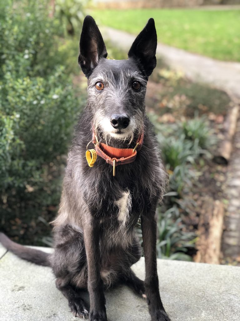 Portrait of a dog sitting on a concrete block.