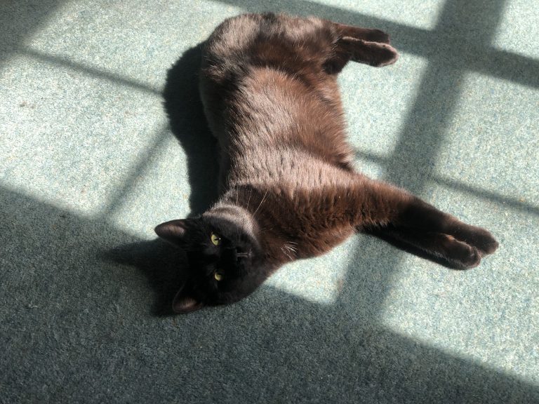 Cat lying on a carpeted floor beneath shadows from a windowpane.