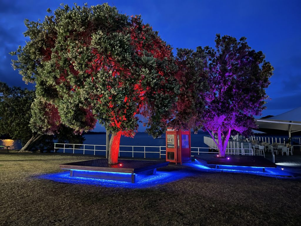 Trees illuminated by coloured LEDs.