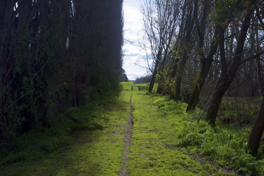 A walking trail near the Manawatū River.