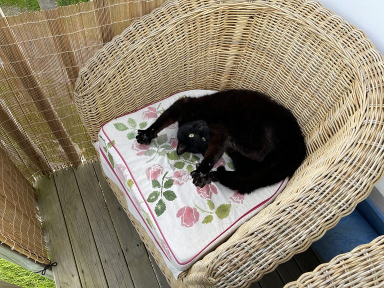 A black cat rolls around in a chair.