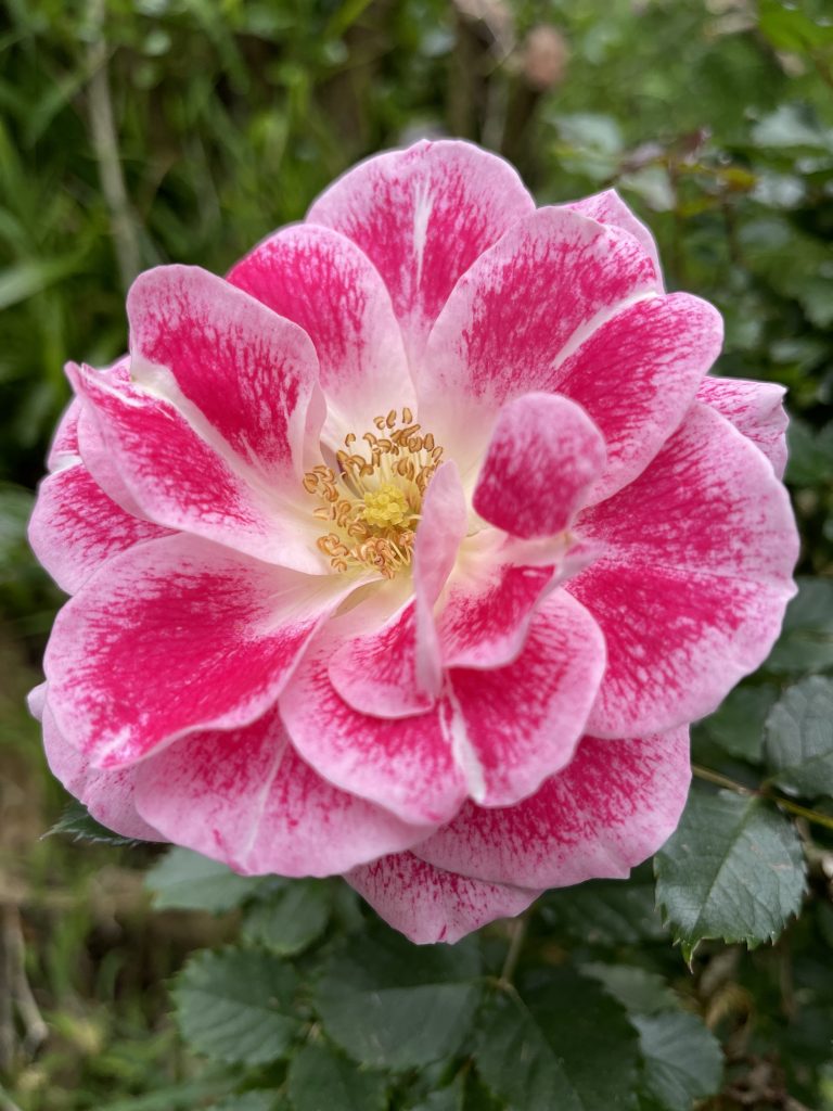 Closeup view of an "ice cream" rose variety.