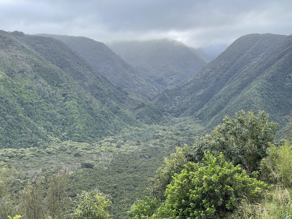 Forested valley in Hawai'i.