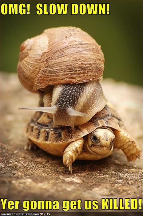 A snail rides a turtle and says, "OMG! Slow down! Yer gonna get us killed!"